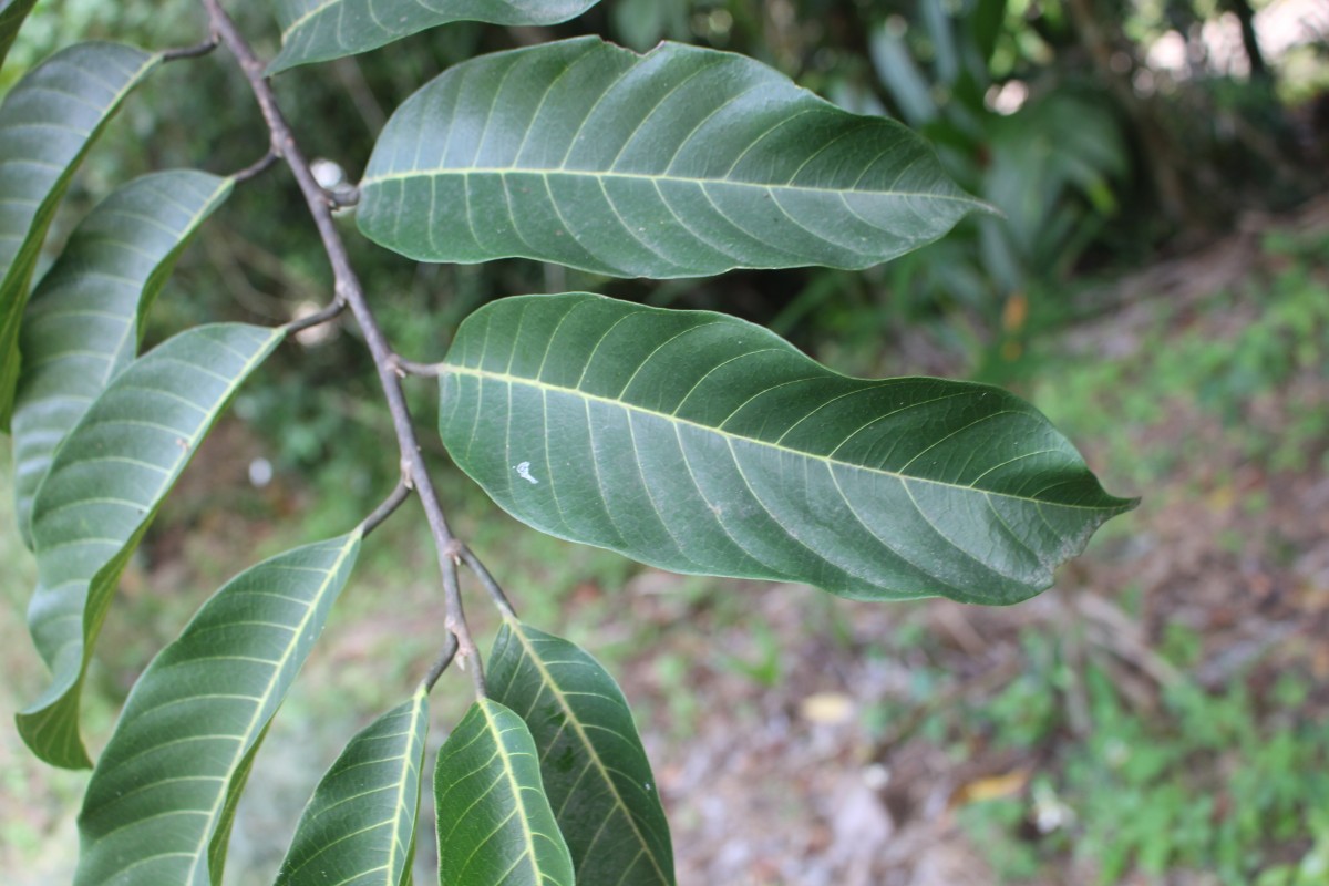 Artocarpus gomezianus Wall. ex Trécul